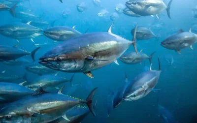 Interesting Facts About Pacific Bluefin Tuna